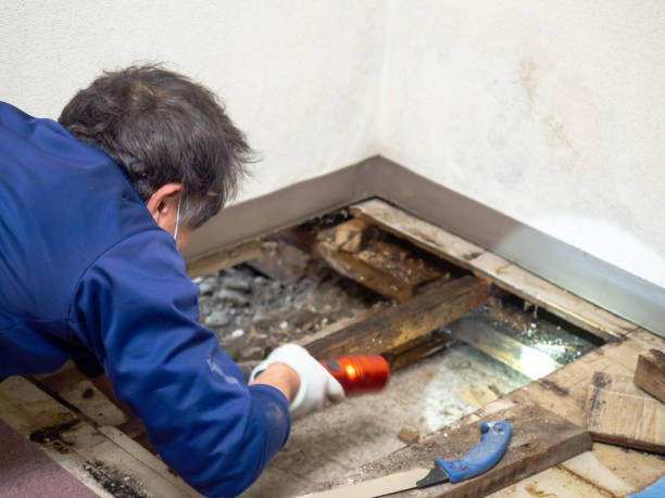  North Highlands, CA Mold Removal Pros