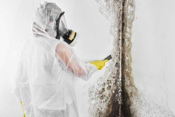 Best Mold Testing  in North Highlands, CA