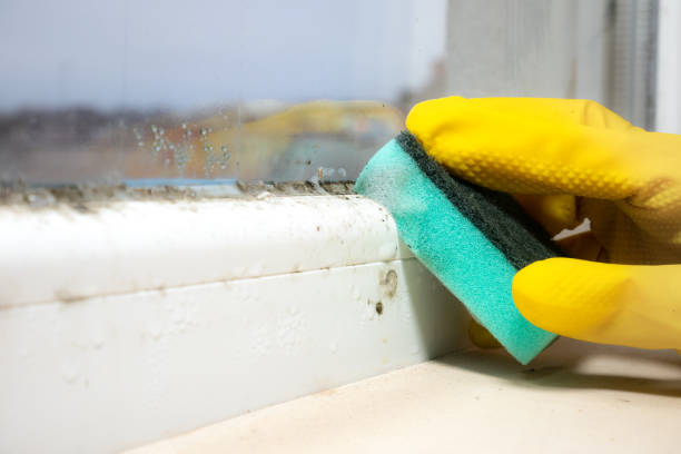 Best Attic Mold Removal  in North Highlands, CA