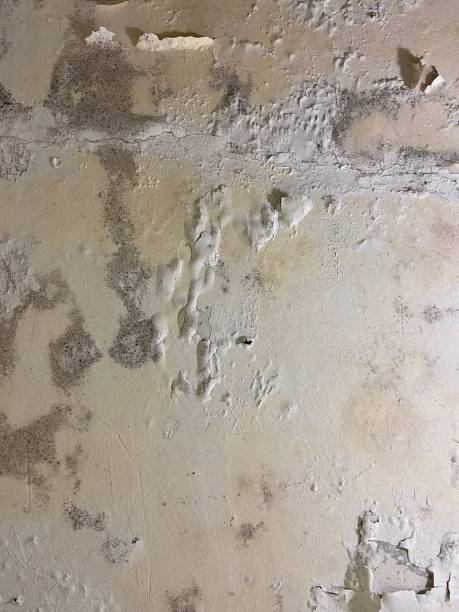 Best Affordable Mold Removal  in North Highlands, CA