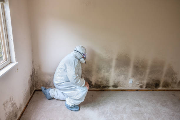 Home Mold Removal in North Highlands, CA