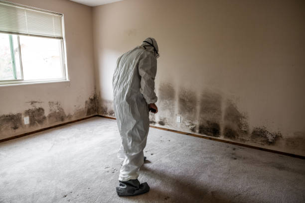 Best Same-Day Mold Removal  in North Highlands, CA