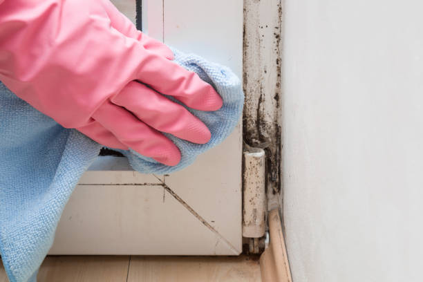 Best Fast Mold Removal  in North Highlands, CA