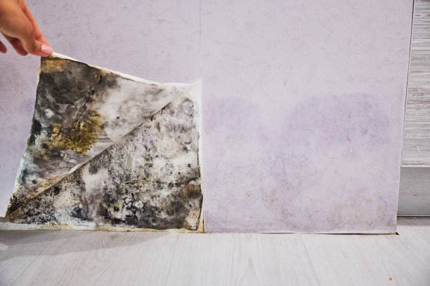 Trusted North Highlands, CA Mold Removal Experts